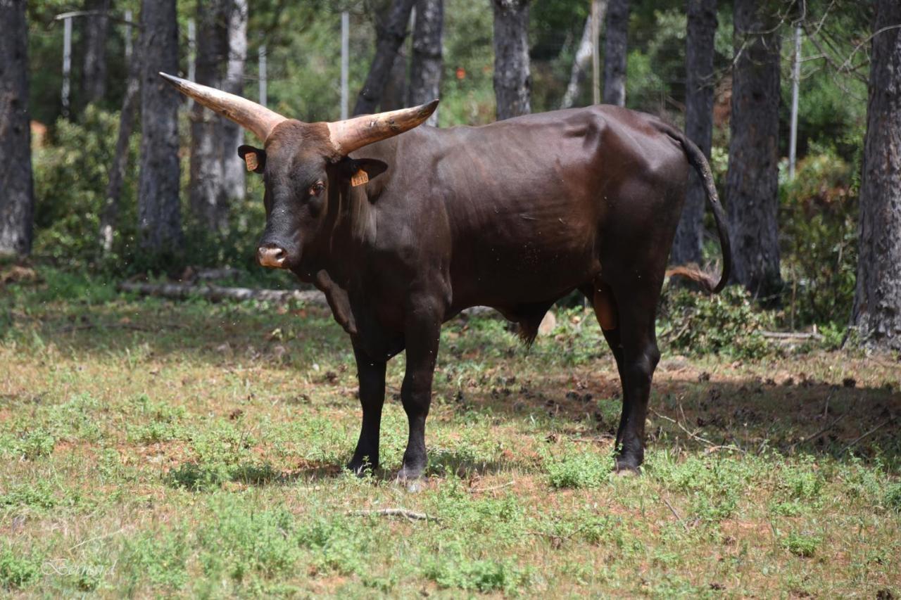 Les Gites Du Parc Animalier De Ginasservis Exterior foto