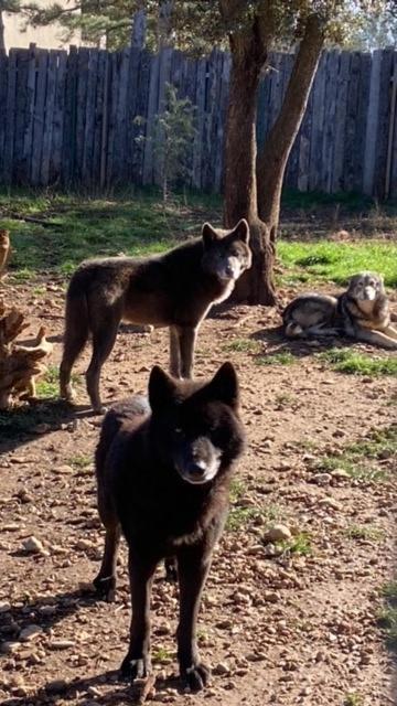 Les Gites Du Parc Animalier De Ginasservis Exterior foto